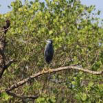 Kalinje Mangroves Tour